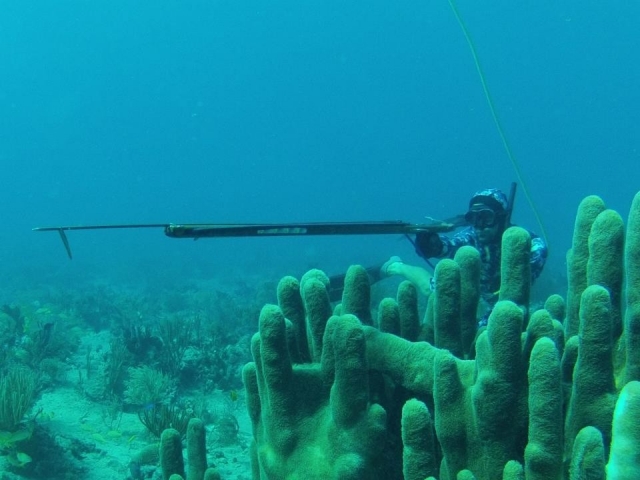 Bajo el mar